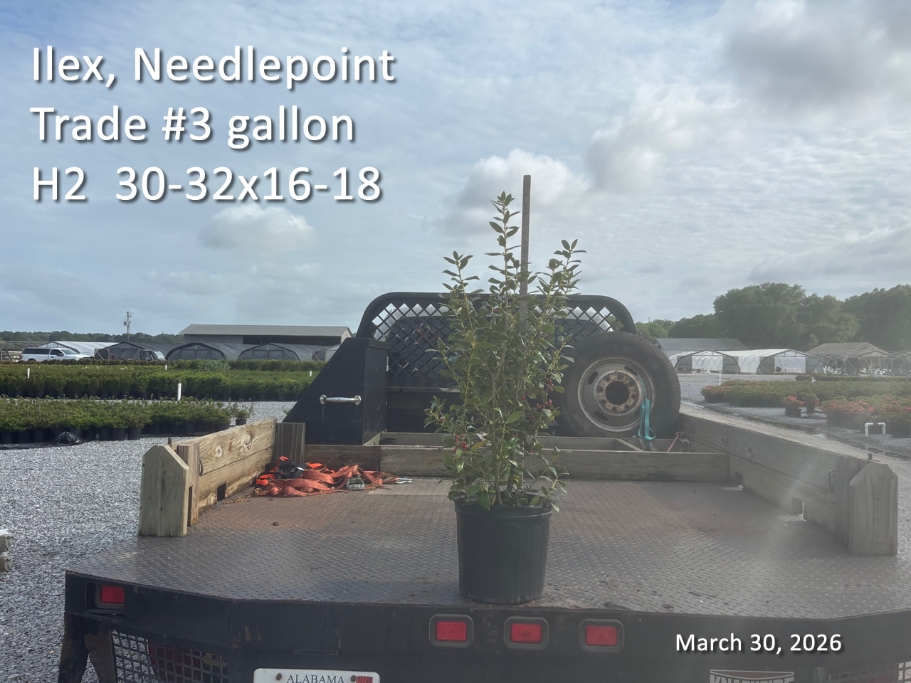 gallery/np3t h2 mar30.jpg